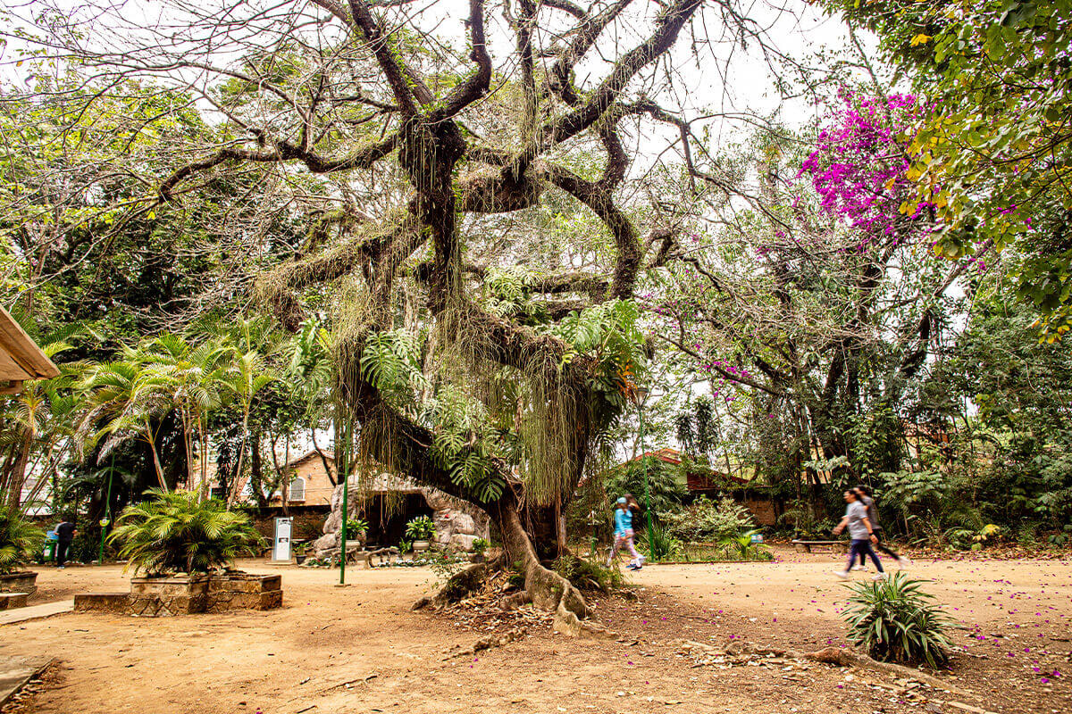 parque vicentina aranha patrimonio natural